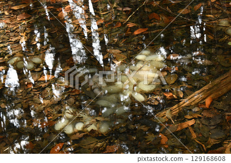 山間池塘發現的日本黑蠑螈卵 山間池塘發現的日本黑蠑螈卵 129168608