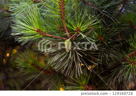 Vibrant green pine cone, still young. A close-up the beauty of nature 129168728