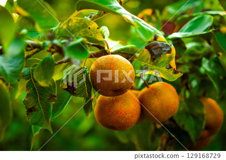 Asian nashi pears on a tree in bright summer sunlight at a home garden Asian nashi pears on a tree in bright summer sunlight at a home garden 129168729