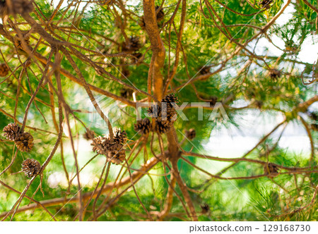 Pine Tree with needles and Pine Cone. Pine tree branch with cones in spring 129168730