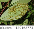 Larvae of the broad-banded oak moth that damage garden trees 129168773