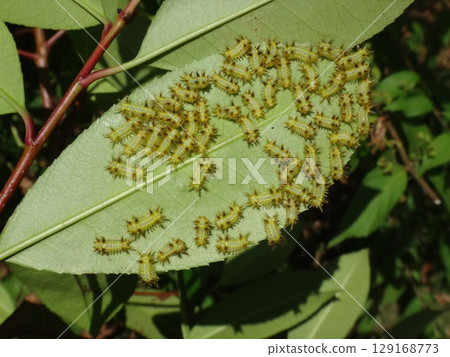 Larvae of the broad-banded oak moth that damage garden trees Larvae of the broad-banded oak moth that damage garden trees 129168773