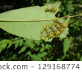Larvae of the broad-banded oak moth that damage garden trees 129168774