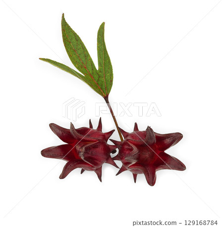 Fresh roselle fruits pile with leaves isolated on white background Fresh roselle fruits pile with leaves isolated on white background 129168784