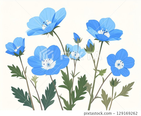 Nemophila flower simple illustration Nemophila flower simple illustration 129169262