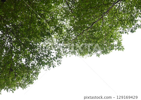 big tree with green leaf on white sky in springtime 129169429