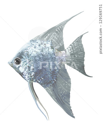 神仙魚(白金) 神仙魚(白金) 129169751