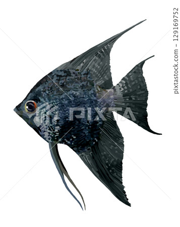 Angelfish (black) Angelfish (black) 129169752