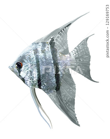 Angelfish (Scalare) 129169753