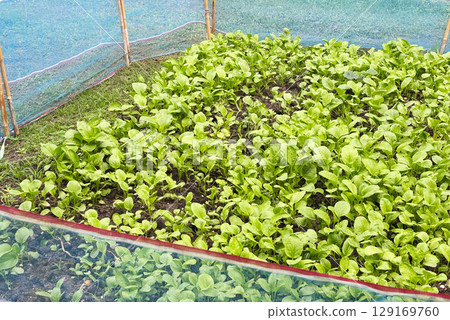 A small plot of young Chinese kale grown in the garden. The organic vegetable plot is surrounded by netting under the sunlight. A small plot of young Chinese kale grown in the garden. The organic vegetable plot is surrounded by netting under the sunlight. 129169760