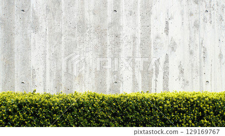 適合明信片的綠色樹籬和混凝土牆的簡單背景 129169767