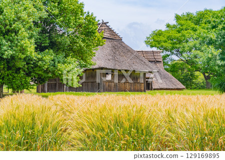 [Saga Prefecture] Yoshinogari Ruins: Golden wheat fields and ruins 129169895
