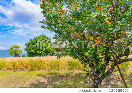 [Saga Prefecture] Yoshinogari Ruins: Golden wheat fields and ruins 129169902