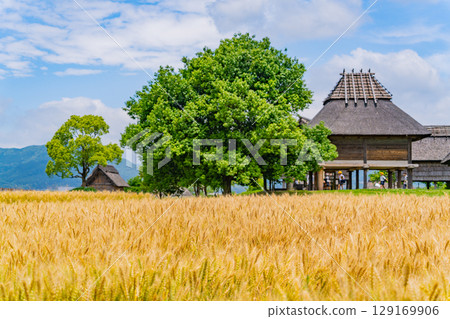 [Saga Prefecture] Yoshinogari Ruins: Golden wheat fields and ruins 129169906