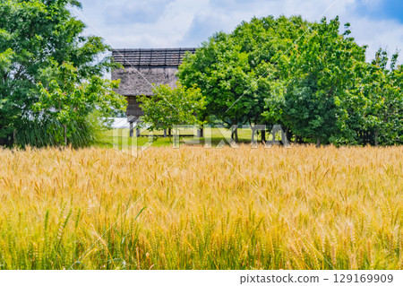 [Saga Prefecture] Yoshinogari Ruins: Golden wheat fields and ruins 129169909