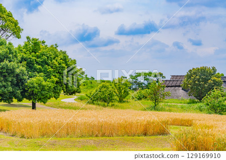 [Saga Prefecture] Yoshinogari Ruins: Golden wheat fields and ruins 129169910