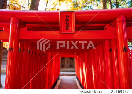 Kanasaki Inari Shrine, a branch shrine of Taga Taisha Shrine, with its rows of red torii gates. Taga Town, Shiga Prefecture, Japan Kanasaki Inari Shrine, a branch shrine of Taga Taisha Shrine, with its rows of red torii gates. Taga Town, Shiga Prefecture, Japan 129169982