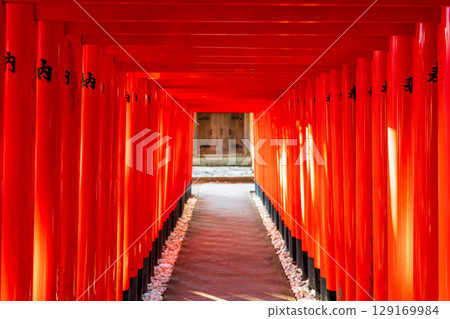 一條由紅色鳥居組成的神秘隧道,陽光透過,光影交錯。金崎稻荷神社是多賀大社的分社。 一條由紅色鳥居組成的神秘隧道,陽光透過,光影交錯。金崎稻荷神社是多賀大社的分社。 129169984