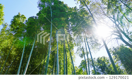 陽光穿過高大的竹林，呈現出一片神秘的風景 129170021