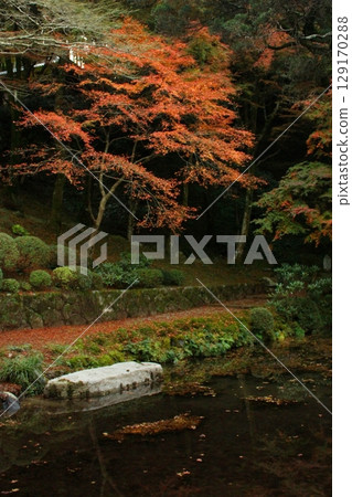 Raizan Sennyoji Daihioin Autumn leaves 129170288