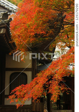 Raizan Sennyoji Daihioin Autumn leaves Raizan Sennyoji Daihioin Autumn leaves 129170290