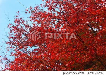 雷山千如寺大神院 秋葉 129170292