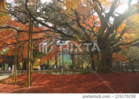 雷山千如寺大神院 秋葉 雷山千如寺大神院 秋葉 129170298