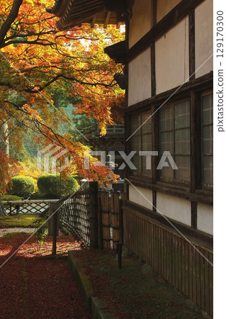 Raizan Sennyoji Daihioin Autumn leaves 129170300