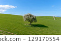 Blooming tree on the green wheat field. Hilly landscape. 129170554