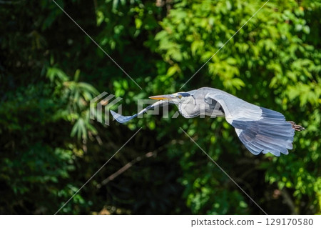 蒼鷺在綠色背景上平靜地飛行 蒼鷺在綠色背景上平靜地飛行 129170580