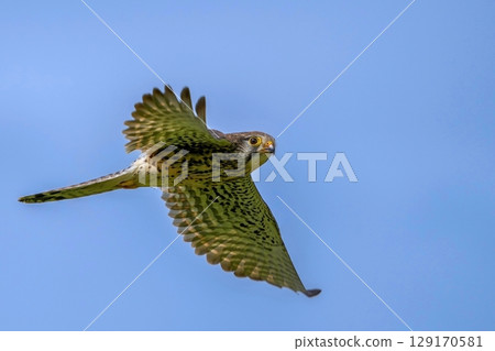 繁殖季節的雌性紅隼在藍天背景下忙著尋找獵物 129170581