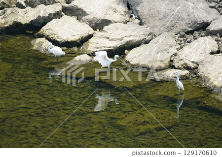 Swans flying over the water 129170610