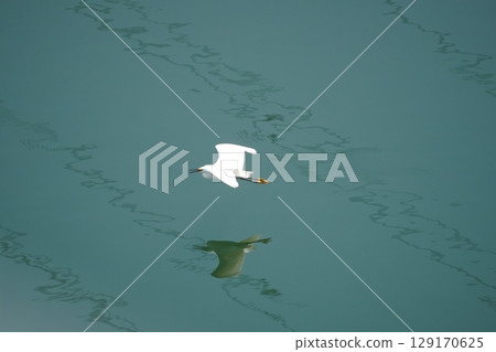 Swans flying over the water Swans flying over the water 129170625