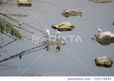 A flock of egrets and one bird A flock of egrets and one bird 129170844