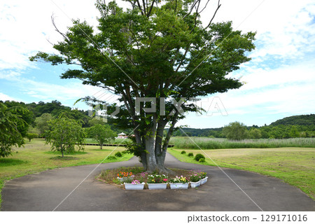 日沼自然公園 2025-6-28 #4 日沼自然公園 2025-6-28 #4 129171016