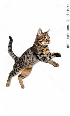 Cat to jump 129171038