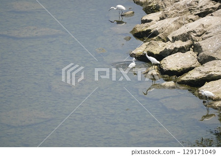white heron group white heron group 129171049