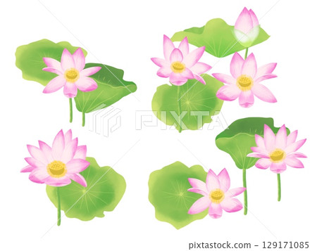 蓮花插畫，水彩風格手繪蓮花，睡蓮 129171085