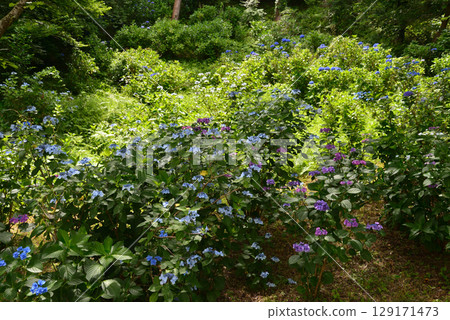 日沼自然公園 2025-6-28 #15 日沼自然公園 2025-6-28 #15 129171473