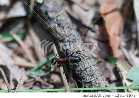 Red-breasted camponotary ants moving between fallen leaves 129171672
