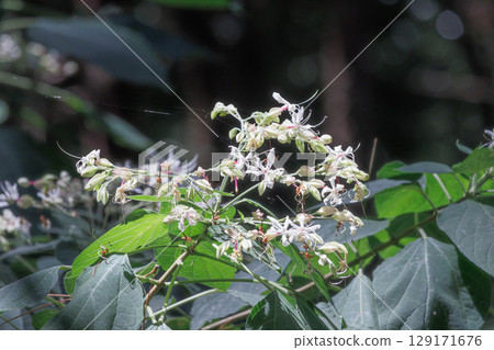 White clover flowers blooming in the forest 129171676