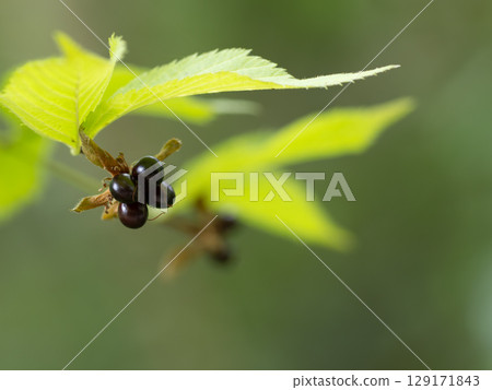 White kerria with shiny black berries White kerria with shiny black berries 129171843