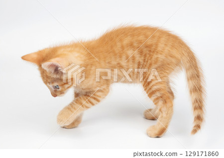 Walking on white studio small kitty Walking on white studio small kitty 129171860