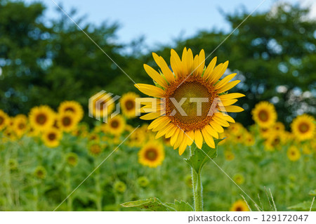 向著太陽綻放的向日葵 129172047