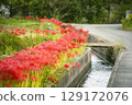 A cluster amaryllis that blooms on the bank along the river 129172076