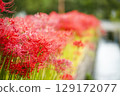 red spider lily 129172077