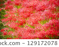 cluster spider lilies growing in clusters 129172078