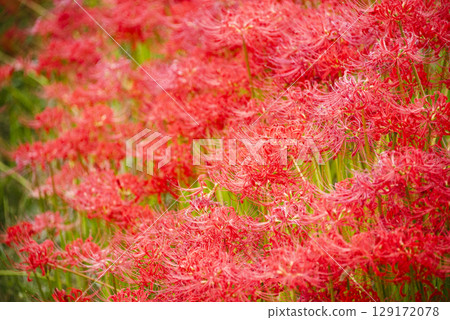 cluster spider lilies growing in clusters 129172078