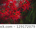 red spider lily 129172079