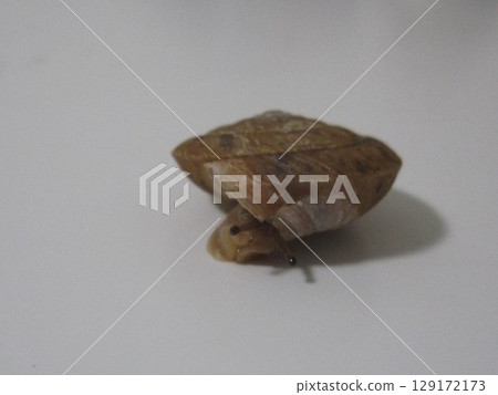 蝸牛 蝸牛 129172173